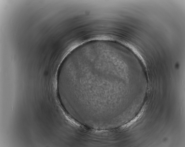 X0000098180837200805011034