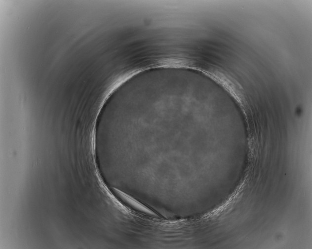 X0000098180839200805011034