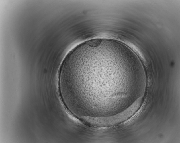 X0000098180854200805011034