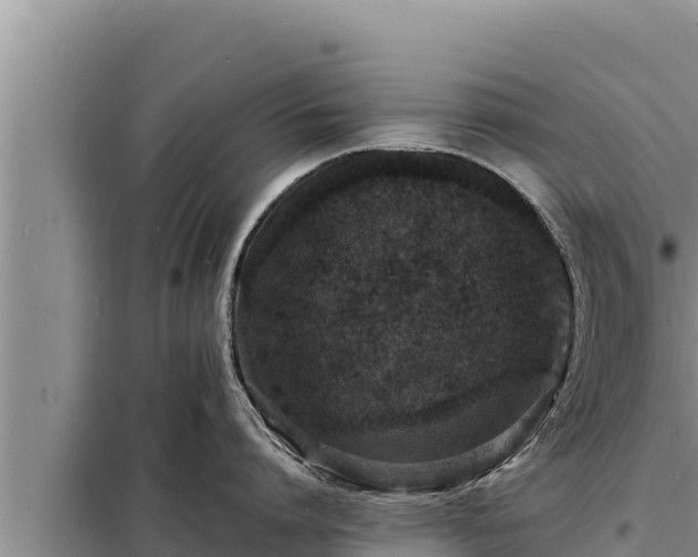 X0000098180864200805011034