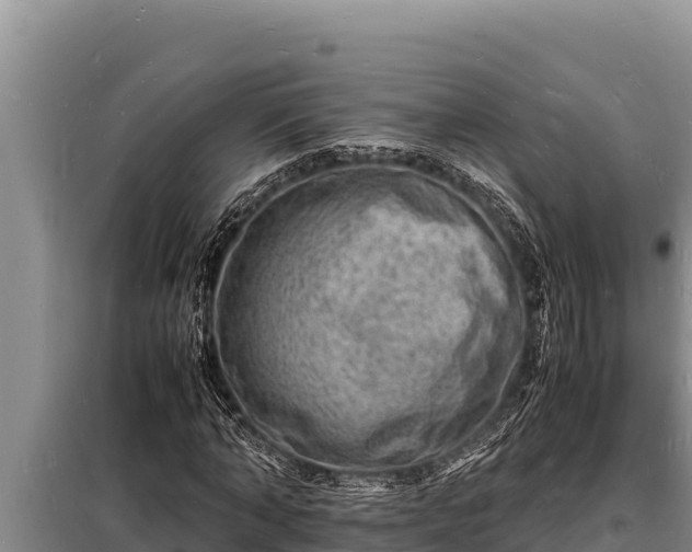 X0000098180870200805011034