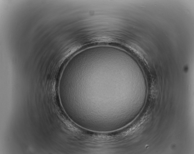 X0000098180873200805011033