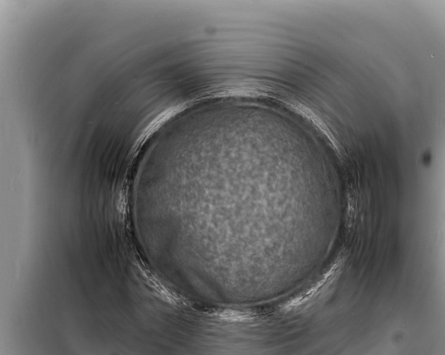 X0000098180874200805011033