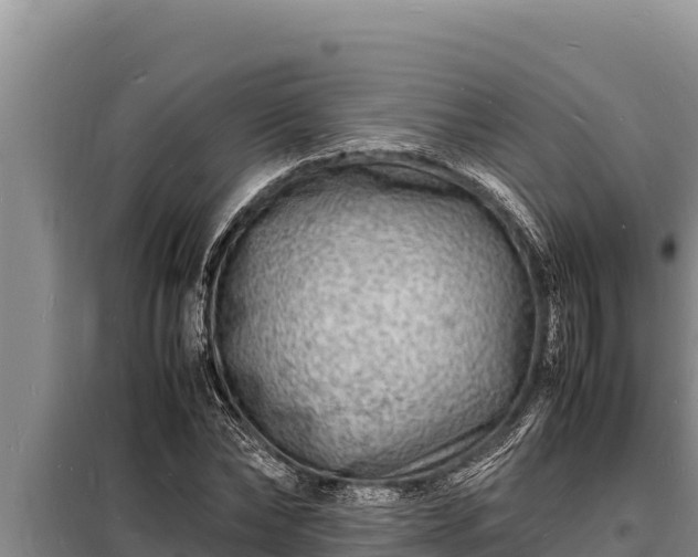 X0000098180878200805011033