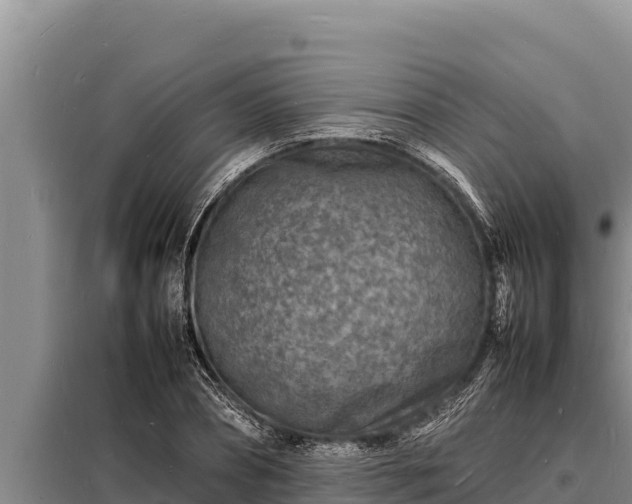 X0000098180882200805011033