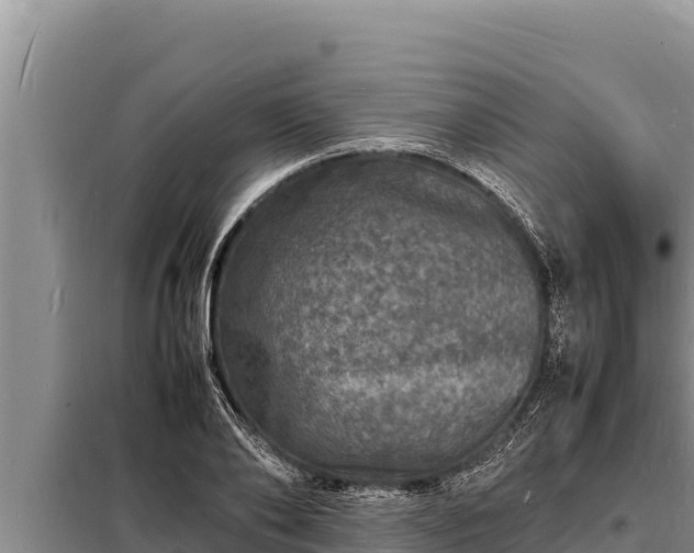 X0000098180886200805011033