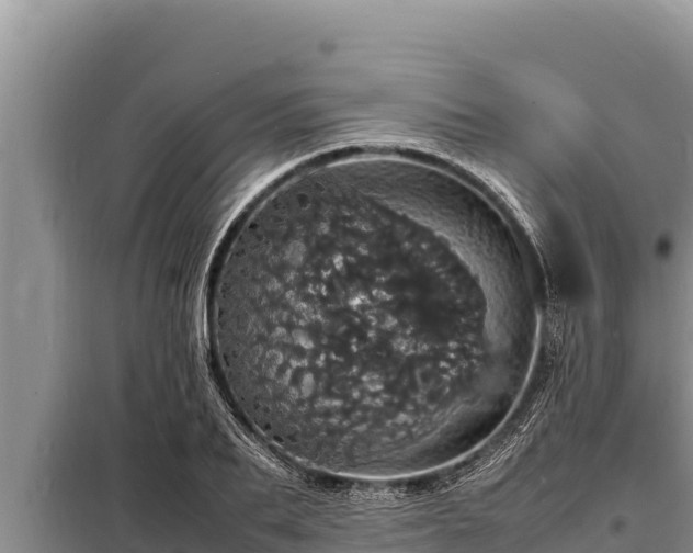 X0000098180887200805011033