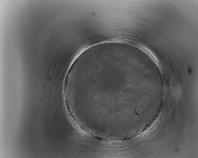 X0000098180907200805011033