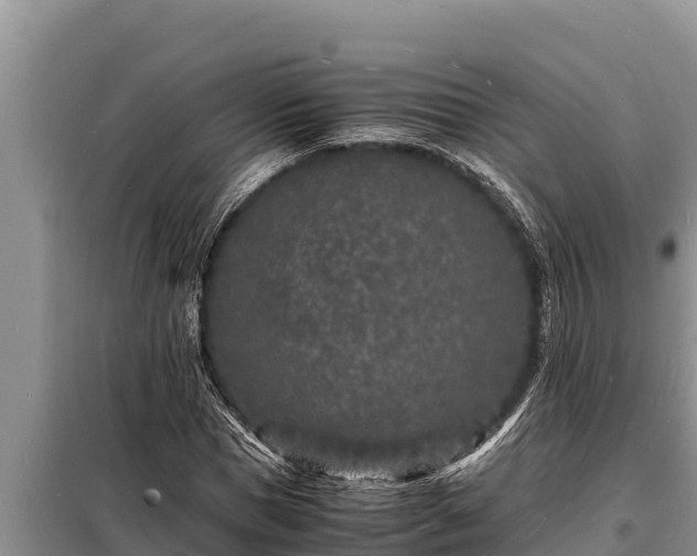 X0000098180921200805011032