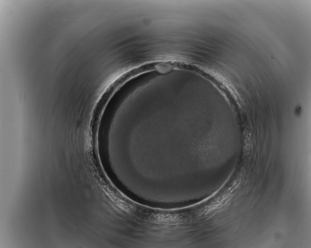 X0000098180927200805011032