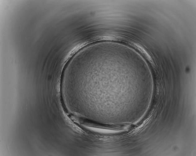 X0000098180938200805011033