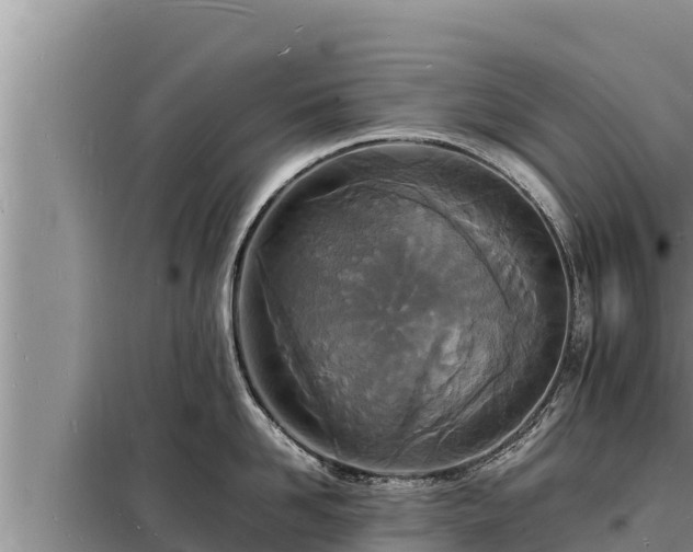 X0000098180958200805011033