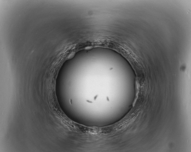 X0000098180961200805011032