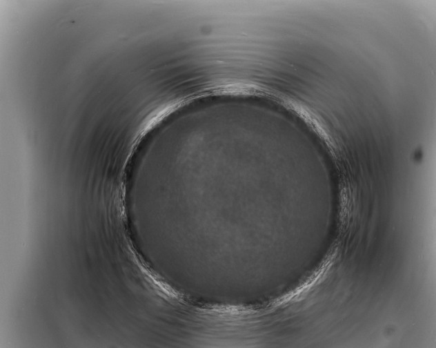 X0000098180970200805011032