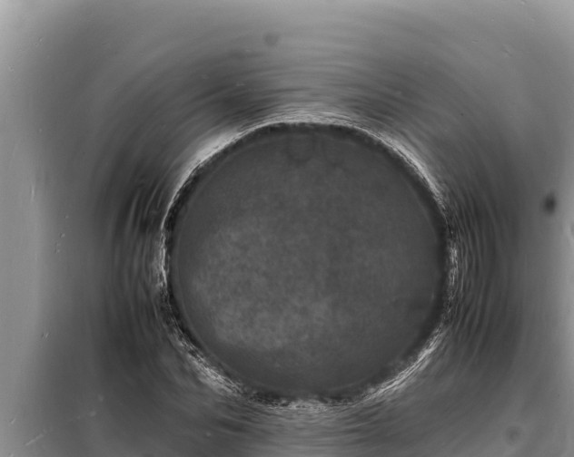 X0000098180974200805011032