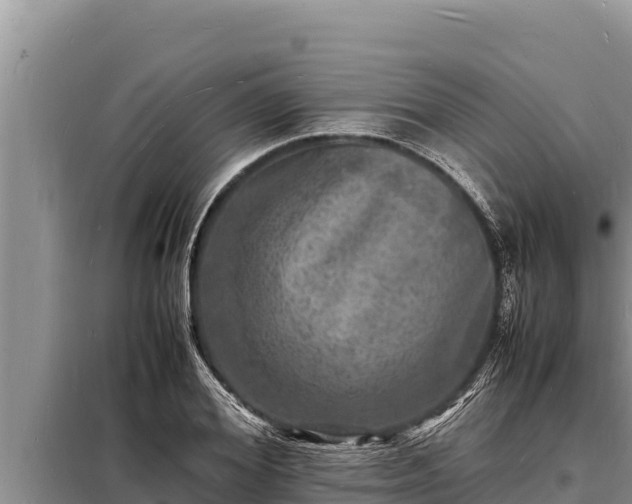 X0000098180980200805011032