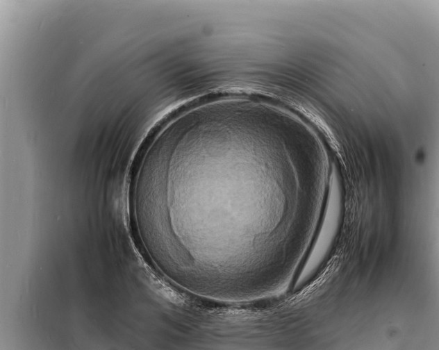 X0000098180984200805011032