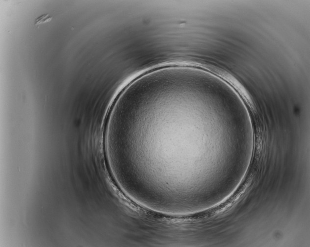 X0000098181004200805011032