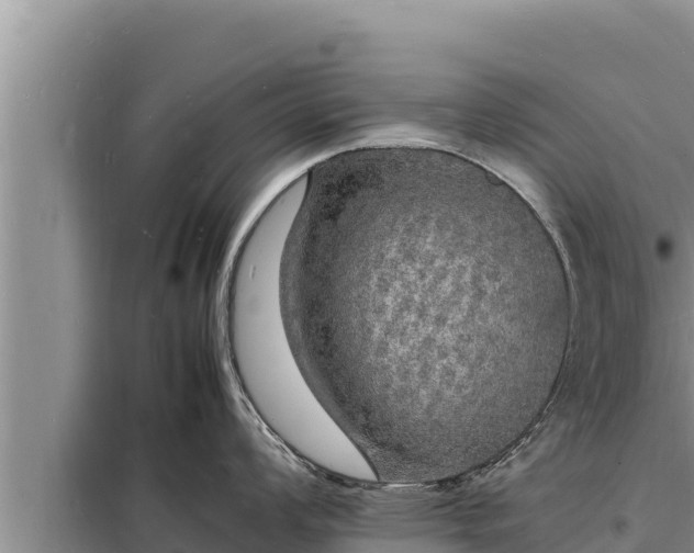 X0000098181008200805011031