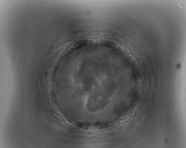 X0000098181009200805011031