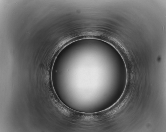 X0000098181025200805011031