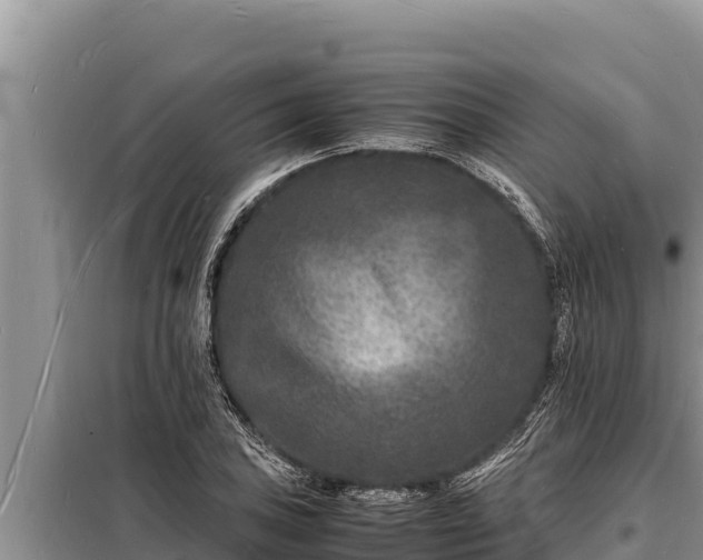 X0000098181027200805011031