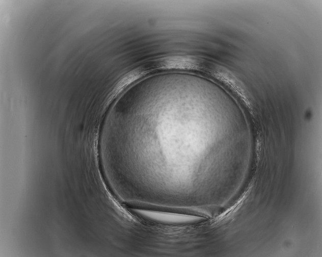 X0000098181033200805011031