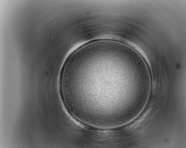 X0000098181045200805011031