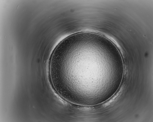 X0000098181048200805011031