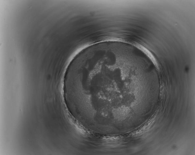 X0000098181051200805011031