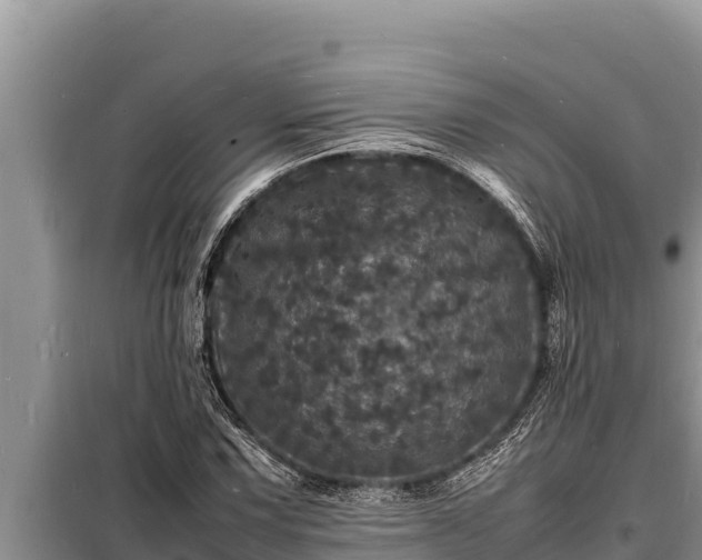 X0000098181067200805011030