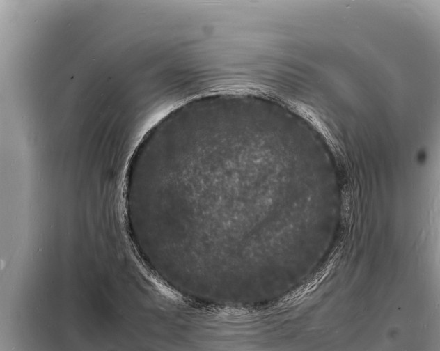 X0000098181071200805011030