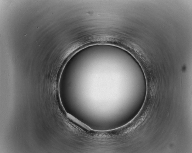 X0000098181073200805011030