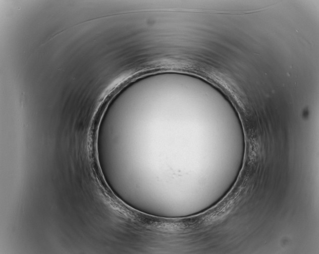 X0000098181074200805011030