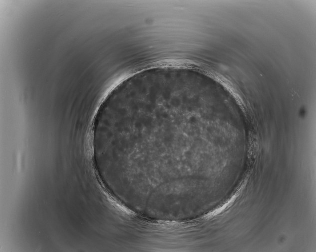 X0000098181075200805011030