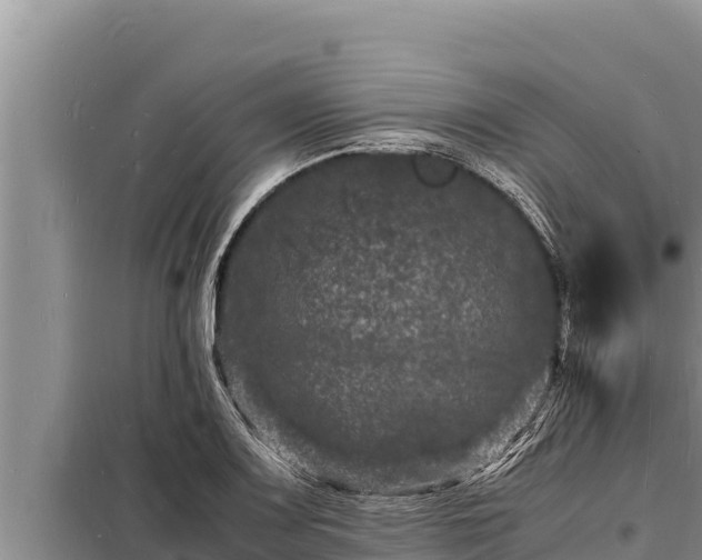 X0000098181083200805011030