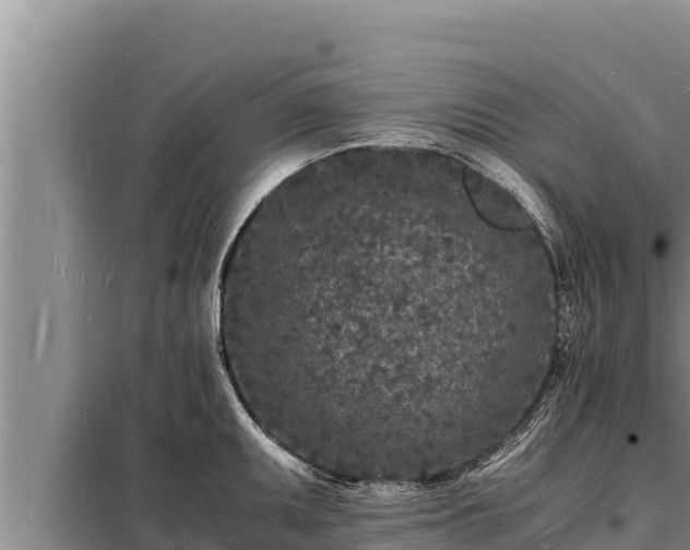 X0000098181095200805011030