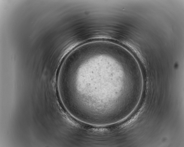 X0000098181129200805011030