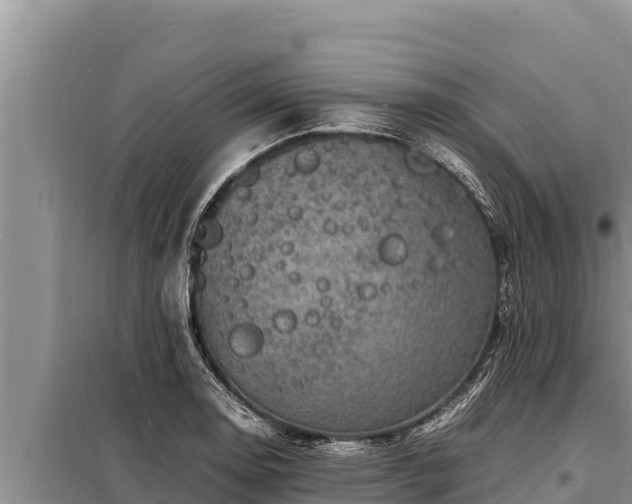 X0000098181130200805011030