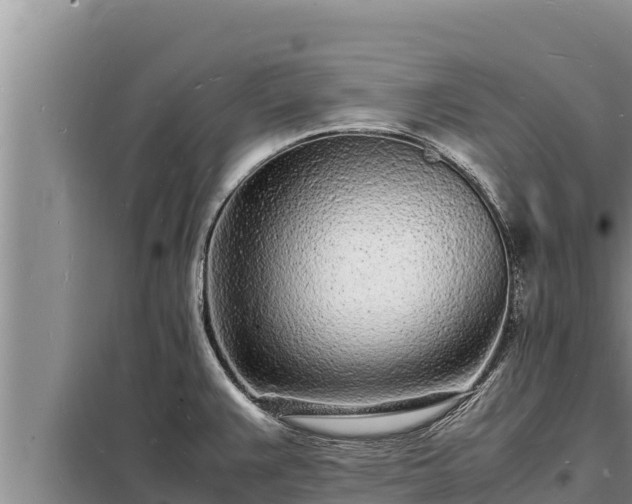 X0000098181383200805011026