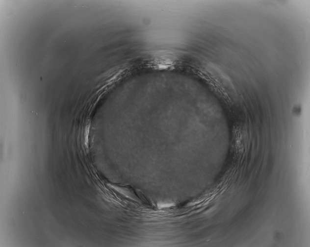 X0000098181442200805011025