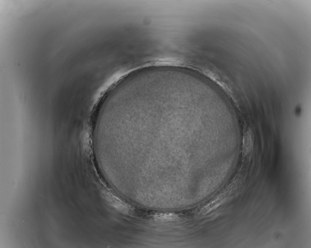 X0000098181454200805011025