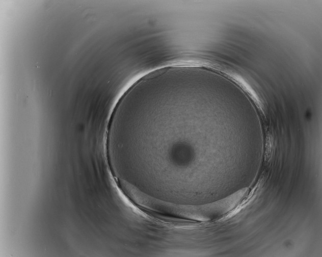X0000098181484200805011025