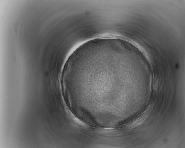 X0000098181486200805011025