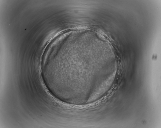 X0000098180002200805081035