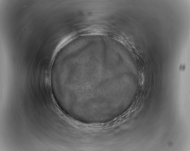 X0000098180004200805081035