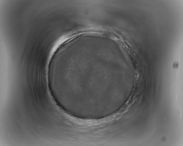 X0000098180006200805081035