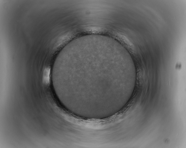 X0000098180024200805081035