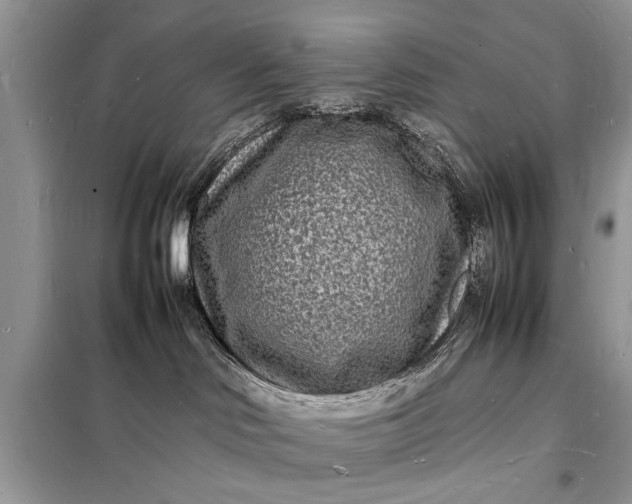 X0000098180046200805081034