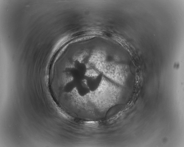 X0000098180053200805081033